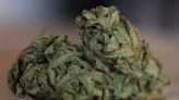 Local city council votes to ban recreational marijuana sales