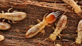 Genetic analyses show how symbiotic bacteria in termite gut has changed over course of evolution