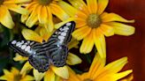 See how Powell Gardens gets these exotic insects for their Festival of Butterflies