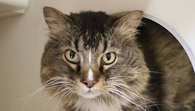 Toast of the town: This chill feline at Wayside is on the prowl for his forever home