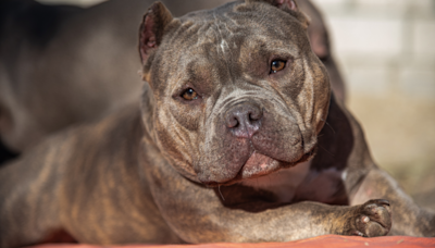 Mom Catches American Bully Getting His Own Snack Like a Total Kitchen Bandit