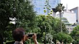 Planta de agave, originaria de México y que florece una vez al siglo, abre sus flores en un parque de Tokio