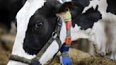 美CDC報告：乳牛禽流感具大流行潛力 目前對公眾風險低