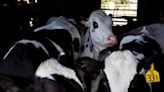 Bird flu strain in US cows shows minimal air spread in ferret study