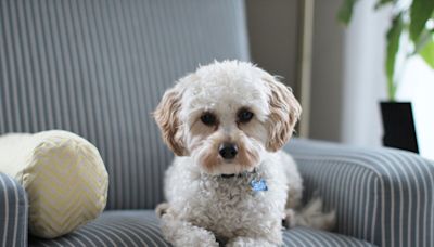 Les chiens peuvent-ils sentir lorsqu’on est malade ?