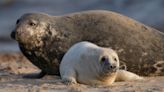 Fishing communities ‘suffering from impact of growing seal colonies’, says MP