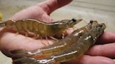 White shrimp named Georgia's official state crustacean