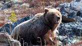 Elk Hunters Shoot and Kill Charging Grizzly Bear in Self Defense