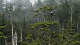 Alaska's vast boreal forest and its species face a reckoning