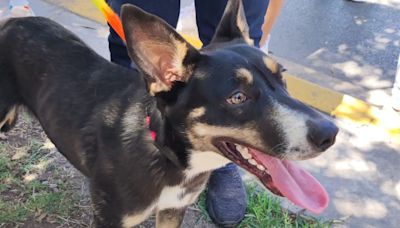 Dejan a perrita amarrada y abandonada en la Calzada Colón de Torreón