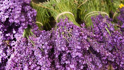 Now is the best time to harvest your lavender — here’s how to do it the right way