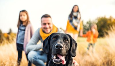 Experts Say These Dog Breeds Make the Best Family Pets