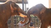 Chuck, the Houston Zoo's newest elephant, meets his new roomie, Thai