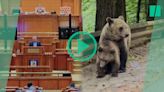 La Roumanie double ses quotas d’abattage d’ours en urgence après un drame mortel