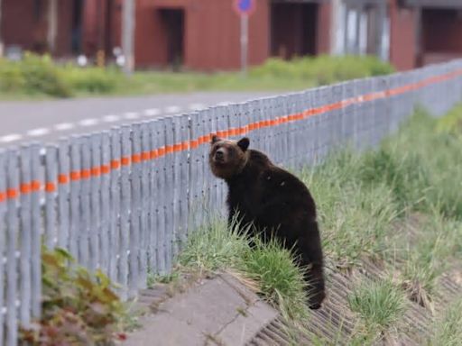 In Japan, Bear Attacks Surge as Authorities Warn Hikers Away