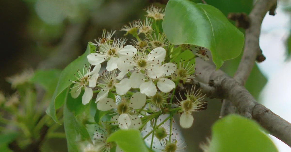 Massachusetts considers banning invasive Callery pear tree