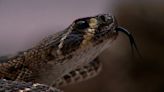 Rattlesnake safety in Southern Colorado