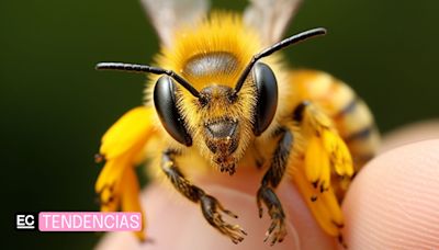 ¿Sabías que las abejas bailan para comunicarse? Conoce a estos polinizadores
