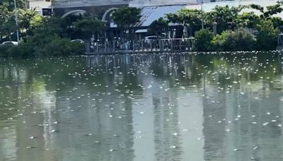 台南運河大量魚屍漂浮 環保局：水中溶氧下降