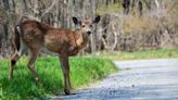 Kent County task force to examine deer population issues, come up with solutions