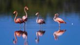 Las aves más hermosas observadas en el Global Big Day 2024