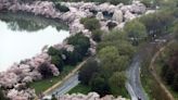 Cherry blossom season is coming soon to Washington, DC: When is peak bloom?