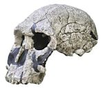 Homo rudolfensis