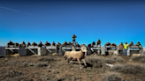 Putting Desert Sheep Back Where They Belong: KUIU Conservation Direct