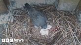 Four falcon chicks hatch in university tower