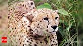 Kuno authorities deny cheetah trackers on strike | Bhopal News - Times of India