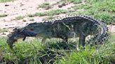 Watch: Crocodile ‘displays’ massive catfish for safari guests