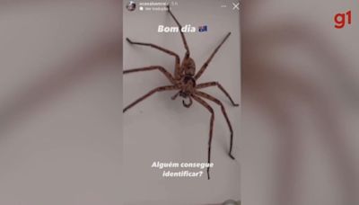 Aranhas mais perigosas do mundo fazem vítimas no interior e litoral de SP; entenda