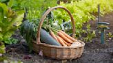 What's the best fertilizer for a vegetable garden? 9 top feeds to boost your harvests