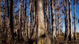 Lee County's Wild Turkey Strand Preserve: Appetizing spot for a Thanksgiving holiday hike