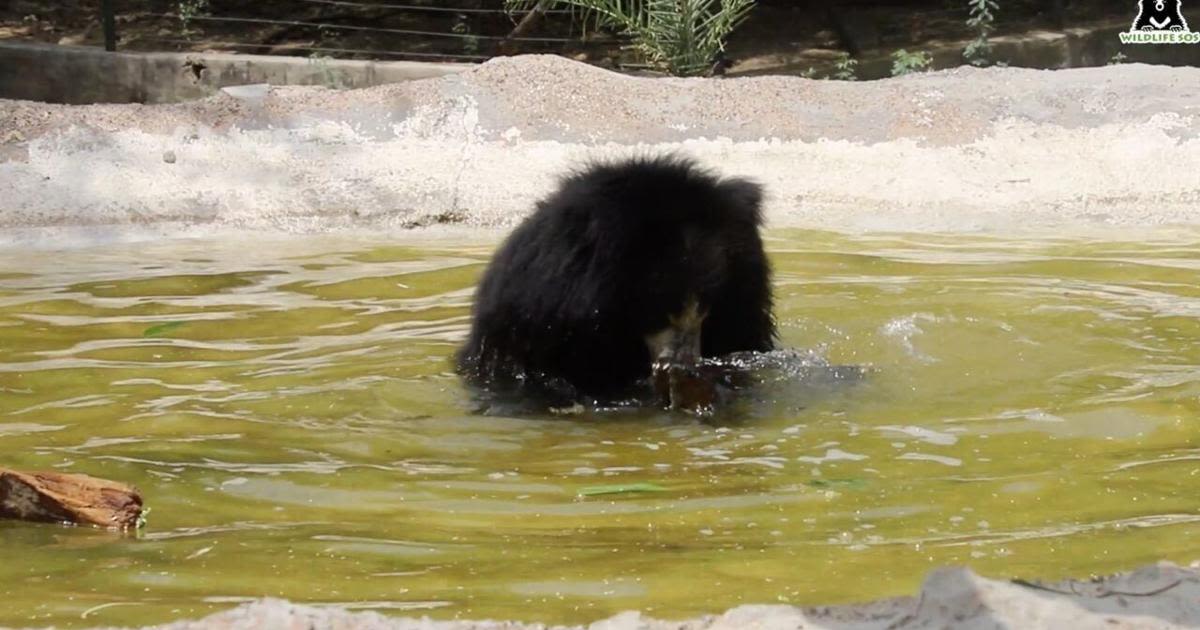 RAW VIDEO: Rescue Bears Attempt To Keep Cool As India Battles Temperatures Of 50 Degrees Celsius 4/7