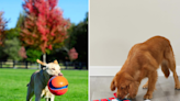 Best dog toys for small, medium and large breeds