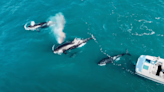 VIDEO: Watch Skimboarder's Amazing Footage of Killer Whales Devouring Dolphin, Cruising California Waters