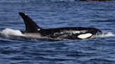 Experts make disturbing autopsy discovery on orca after missing obvious ‘cry for help’ — here’s why it’s so concerning