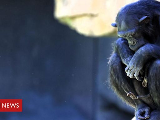 Chimpanzé em zoo da Espanha se recusa a soltar filhote que morreu há três meses