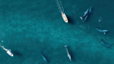 National Geographic Photographer Captures the Greatest Gathering of Fin Whales Ever Recorded