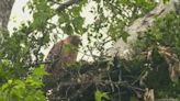 'They're ferocious' | Keller neighbors suffer series of attacks by pair of nesting hawks