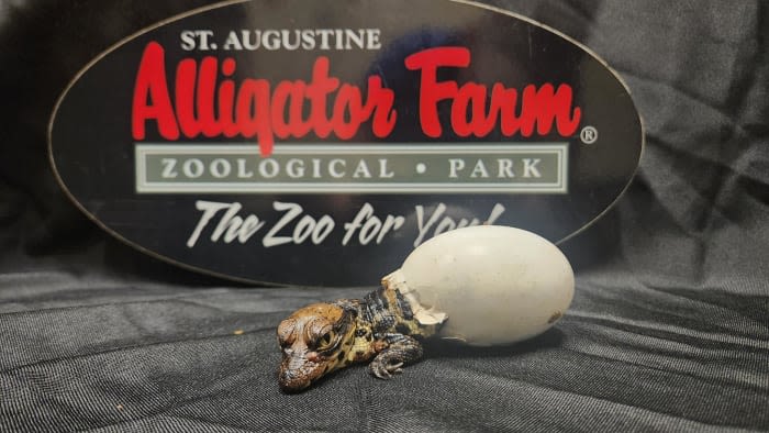 St. Augustine Alligator Farm announces first captive hatch of new crocodile species in western hemisphere