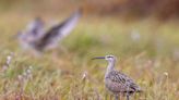 Birds flying high, do you know how they feel? New app reveals migration routes, dangers.