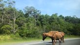 Travel company names Assateague Island National Seashore a 'best beach in the world'