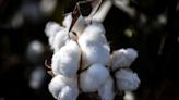 Major Crop Traders Are Dueling to Take Australia’s Cotton Crown