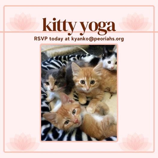 Peoria Humane Society hosts kitty-yoga Saturday