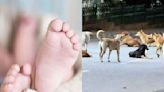 Hyderabad: Toddler Mauled To Death By Stray Dogs