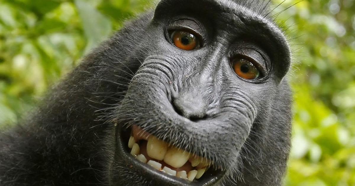 Monkey reportedly on the loose in Lowcountry town