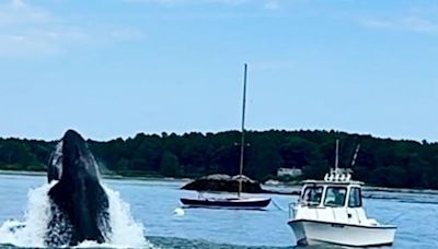 Whale puts on show in Kittery's Pepperrell Cove: 'Breathtaking'