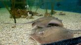 Charlotte the stingray is not pregnant. ‘This was not a scam,’ aquarium owner says